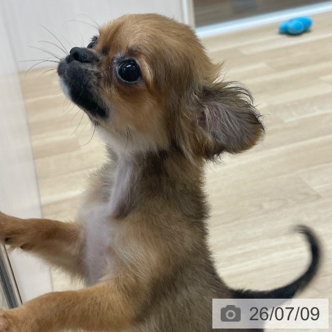 チワワの写真