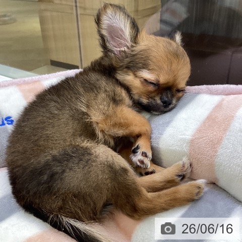 愛知県のチワワ(ロング) (ペットプラス mozoワンダーシティ店/2026年3月30日生まれ/女の子/レッドホワイト)の子犬の3枚目の画像