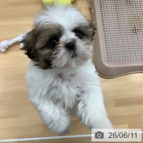 長野県のシーズー (ペットプラス 松本店/2026年4月1日生まれ/女の子/ゴールドホワイト)の子犬の3枚目の画像