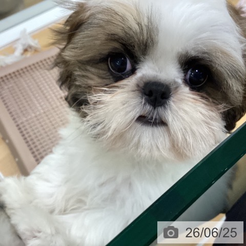 長野県のシーズー (ペットプラス 松本店/2026年4月1日生まれ/女の子/ゴールドホワイト)の子犬の4枚目の画像