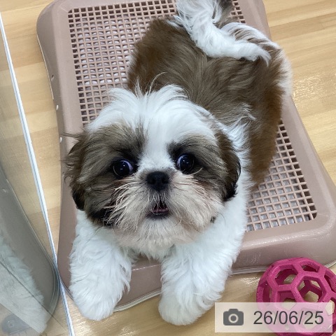 長野県のシーズー (ペットプラス 松本店/2026年4月1日生まれ/女の子/ゴールドホワイト)の子犬の3枚目の画像