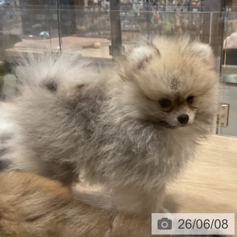 埼玉県のポメラニアン (ペットプラス コクーンシティ店/2026年3月27日生まれ/男の子/クリームセーブル)の子犬の3枚目の画像