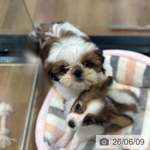 埼玉県のシーズー (ペッツワン 新座店/2026年3月28日生まれ/男の子/ゴールドホワイト)の子犬の4枚目の画像