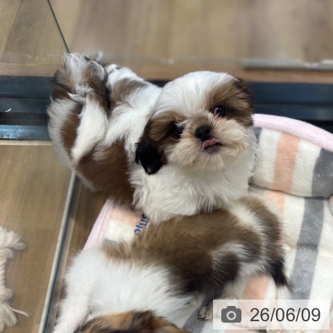 埼玉県のシーズー (ペッツワン 新座店/2026年3月28日生まれ/男の子/ゴールドホワイト)の子犬の3枚目の画像