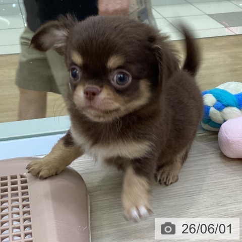 チワワの写真