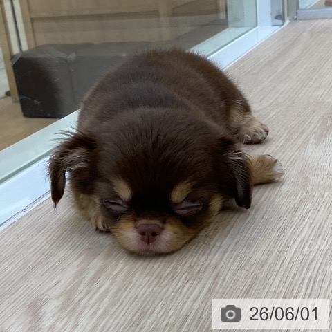 チワワの写真