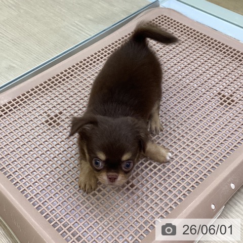 チワワの写真