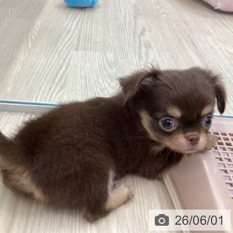 チワワの写真