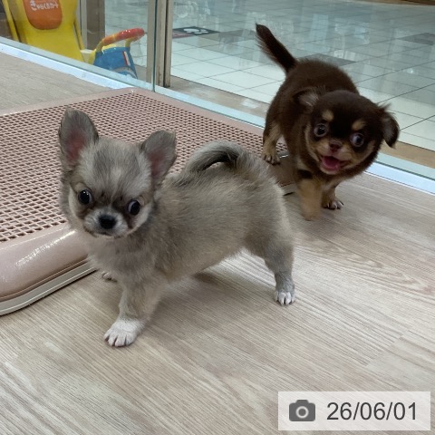 チワワの写真