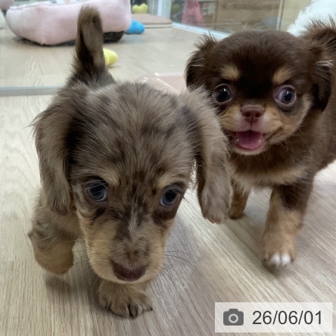 チワワの写真