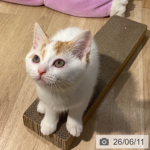 福岡県のスコティッシュフォールド (ペットプラス 小倉南店/2026年3月30日生まれ/男の子/レッドタビーホワイト)の子猫の3枚目の画像