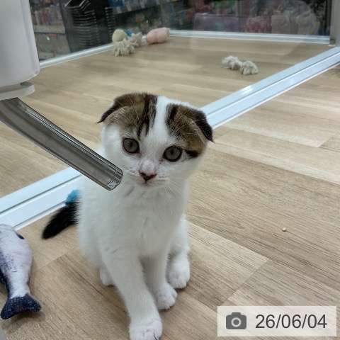 福岡県のスコティッシュフォールド (ペットプラス 香椎浜店/2026年3月30日生まれ/女の子/ブラウンタビーホワイト)の子猫の3枚目の画像