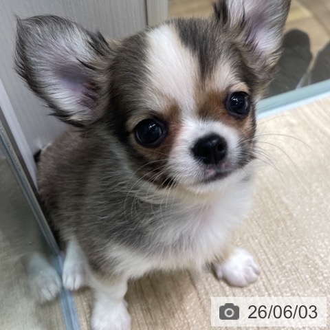 チワワの写真