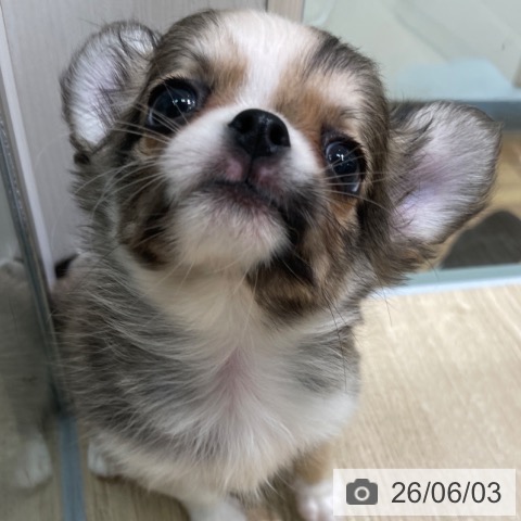チワワの写真