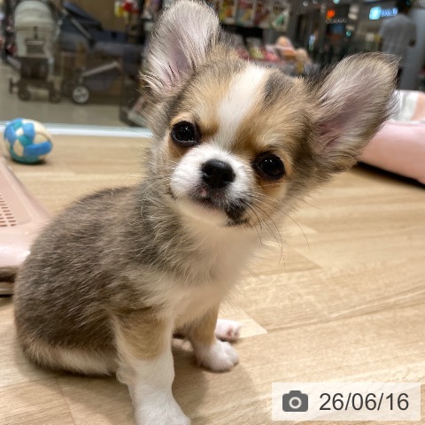 愛知県のチワワ(ロング) (ペットプラス 則武新町店/2026年4月1日生まれ/男の子/フォーンホワイト)の子犬の3枚目の画像