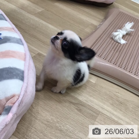 岐阜県のチワワ(ロング) (ペットプラス 各務原店/2026年4月1日生まれ/女の子/ホワイトブラック)の子犬の4枚目の画像