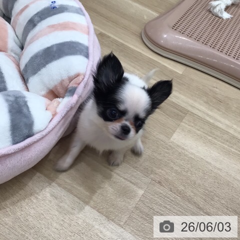 岐阜県のチワワ(ロング) (ペットプラス 各務原店/2026年4月1日生まれ/女の子/ホワイトブラック)の子犬の3枚目の画像