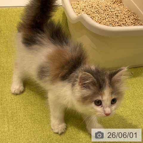 ノルウェージャンフォレストキャットの写真