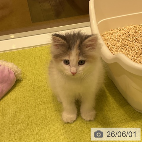 ノルウェージャンフォレストキャットの写真