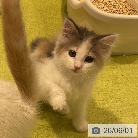 ノルウェージャンフォレストキャットの写真
