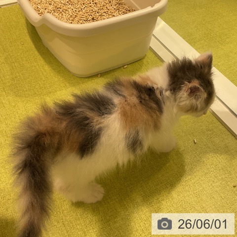 ノルウェージャンフォレストキャットの写真
