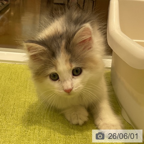 ノルウェージャンフォレストキャットの写真