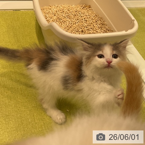 ノルウェージャンフォレストキャットの写真