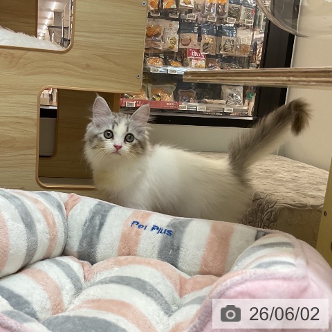 サイベリアンの写真