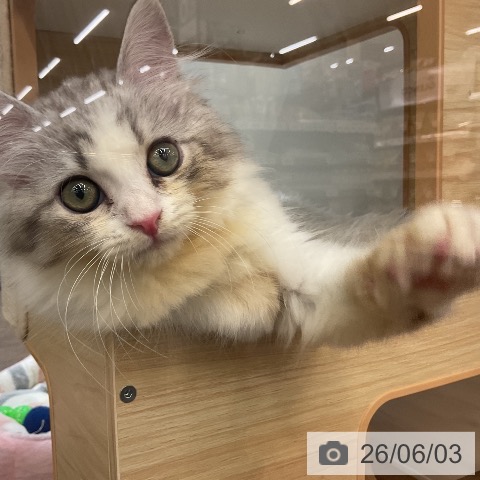 サイベリアンの写真