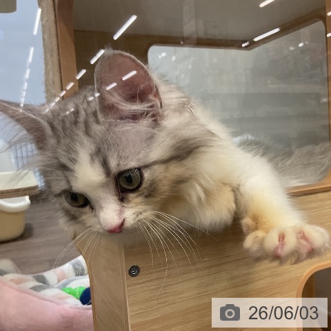 サイベリアンの写真