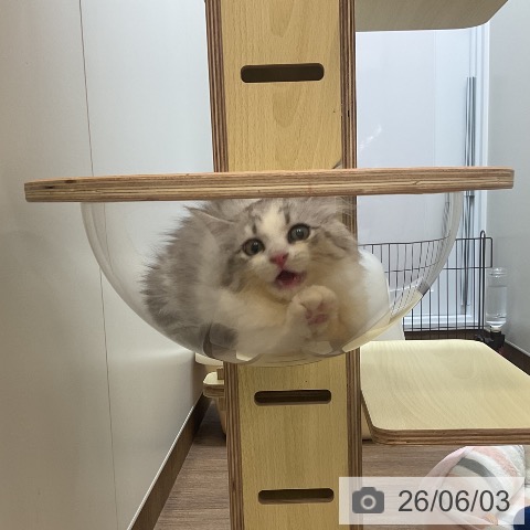 サイベリアンの写真