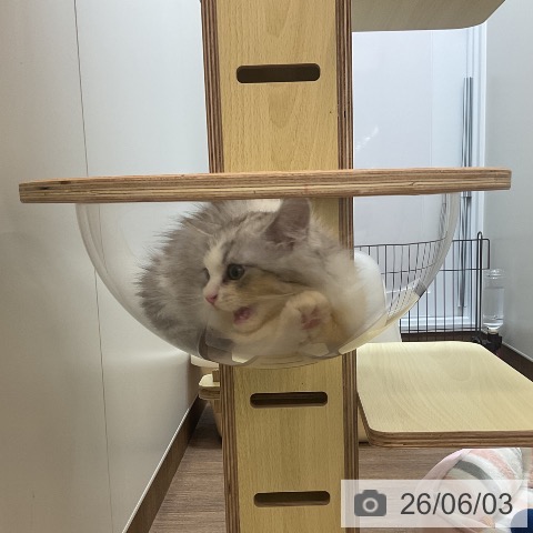 サイベリアンの写真