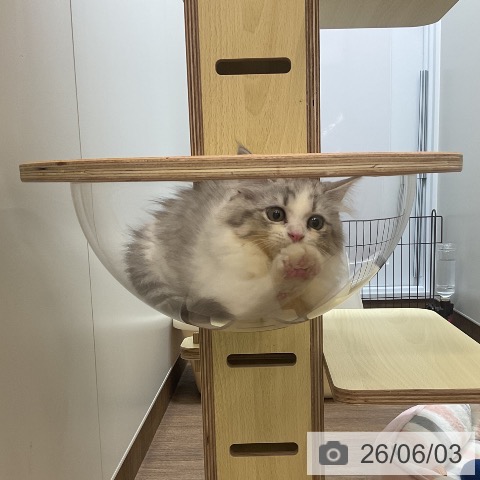 サイベリアンの写真