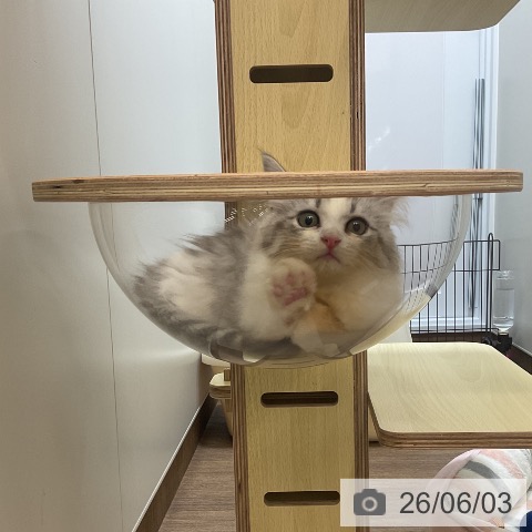 サイベリアンの写真