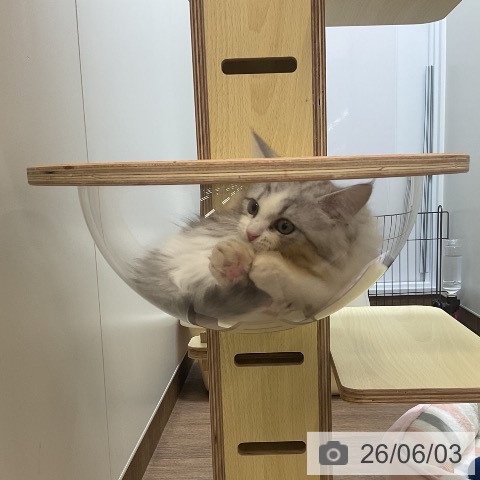 サイベリアンの写真