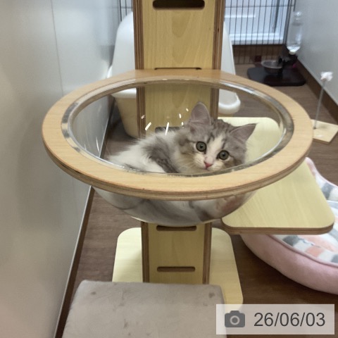 サイベリアンの写真