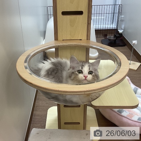 サイベリアンの写真
