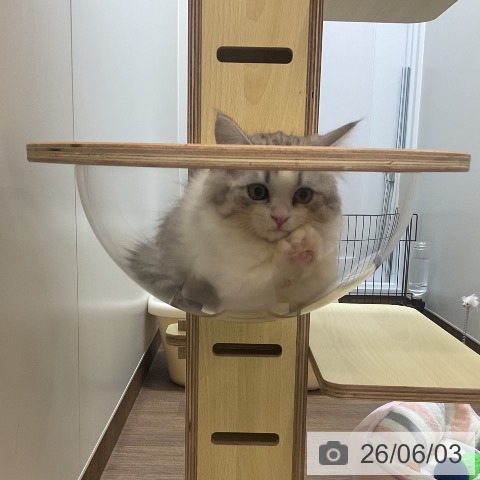 サイベリアンの写真