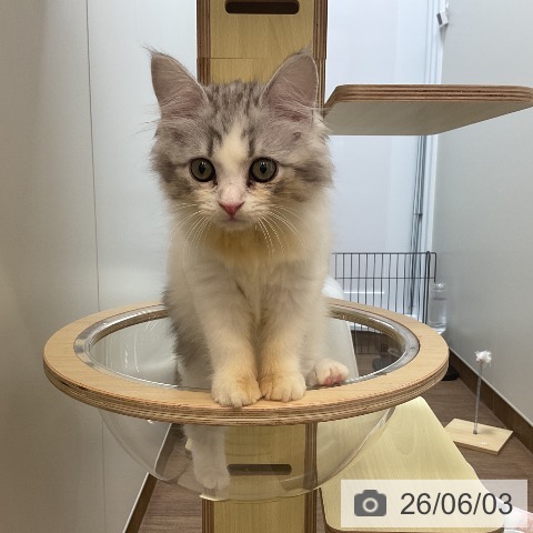 サイベリアンの写真