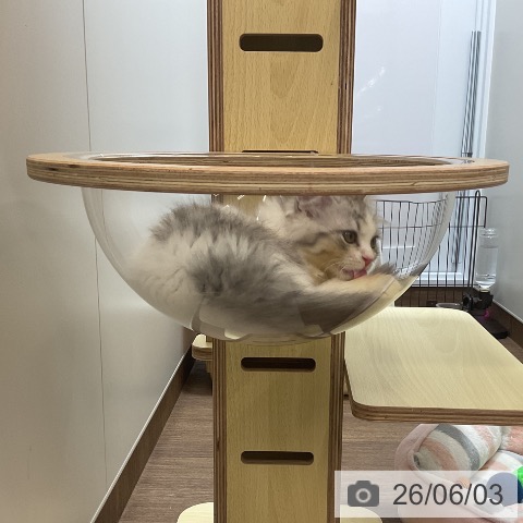 サイベリアンの写真