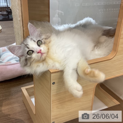 サイベリアンの写真