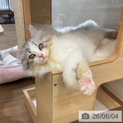 サイベリアンの写真