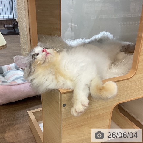 サイベリアンの写真