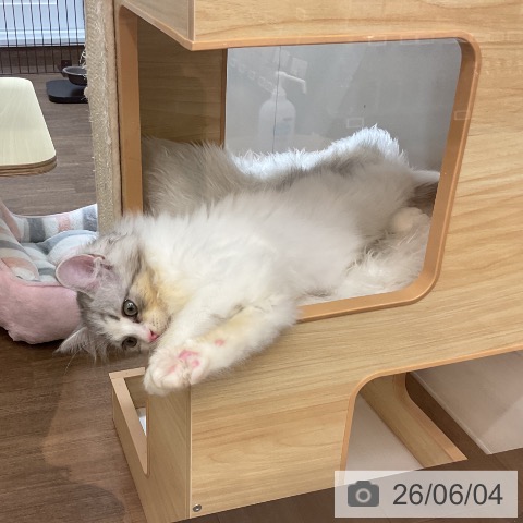 サイベリアンの写真