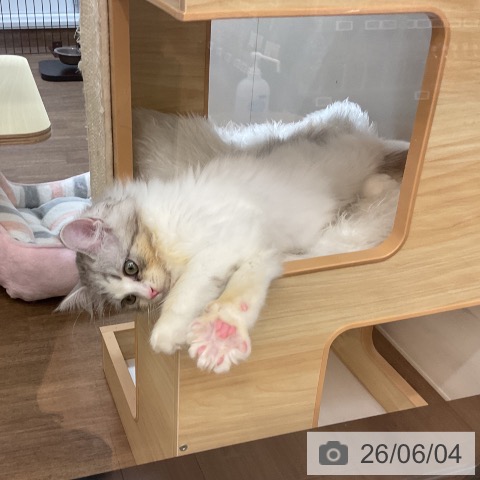 サイベリアンの写真