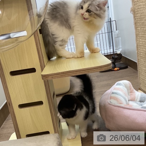 サイベリアンの写真