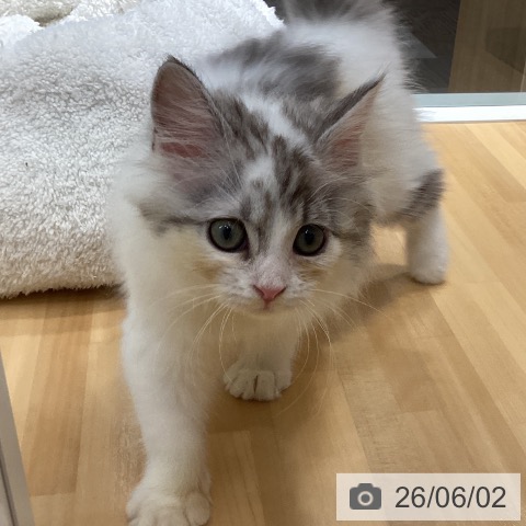 サイベリアンの写真