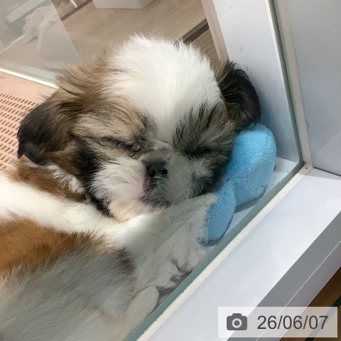 埼玉県のシーズー (ペットプラス 上尾店/2026年4月2日生まれ/男の子/ホワイトゴールド)の子犬の3枚目の画像