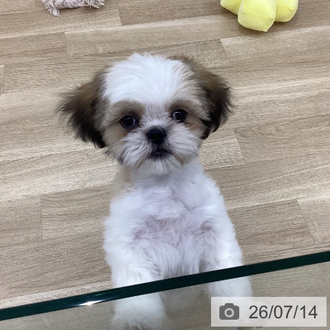 埼玉県のシーズー (ペットプラス 上尾店/2026年4月2日生まれ/男の子/ホワイトゴールド)の子犬の4枚目の画像