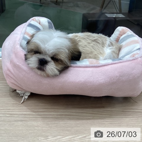 埼玉県のシーズー (ペットプラス 上尾店/2026年4月2日生まれ/男の子/ホワイトゴールド)の子犬の3枚目の画像